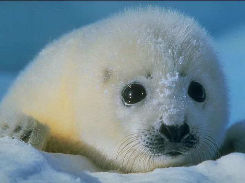 babyseal.jpg