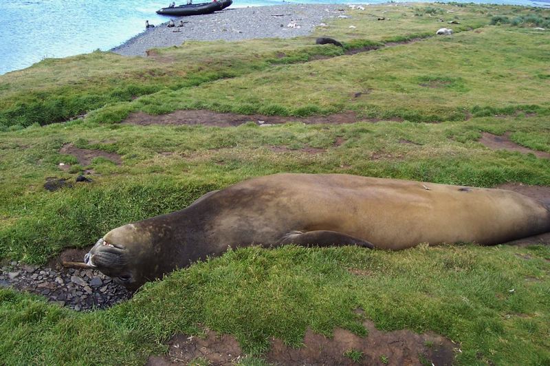 grytviken_025.jpg