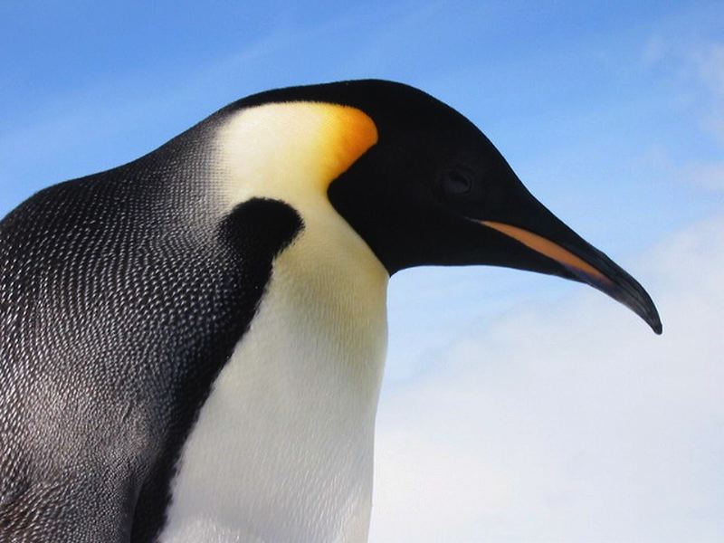 resize_of_b1-penguin.jpg